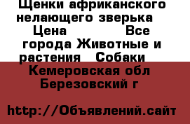 Щенки африканского нелающего зверька  › Цена ­ 35 000 - Все города Животные и растения » Собаки   . Кемеровская обл.,Березовский г.